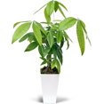 thumbnail image 1 of Live Money Tree, Pachira Aquatica, Birthday Gift Plant, Christmas Gift for Co-Worker, Potted Houseplant, Plant Lover Gift in 4" Plastic Gift Pot, 1 of 5