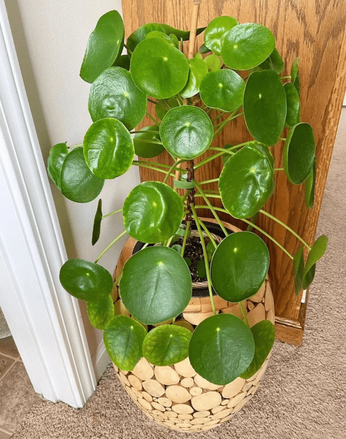Live Money Tree Plant, Indoor Pachira Aquatica 7 Inch Tall, 4 Inch ...