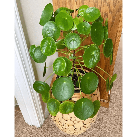 Live Money Tree Plant, Indoor Pachira Aquatica 7 Inch Tall, 4 Inch Grower Pot, Feng Shui Decor