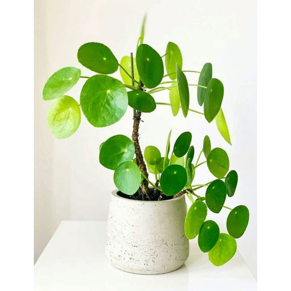 Live Money Tree Plant, Indoor Pachira Aquatica 7 Inch Tall, 6 Inch Grower Pot, Feng Shui Decor