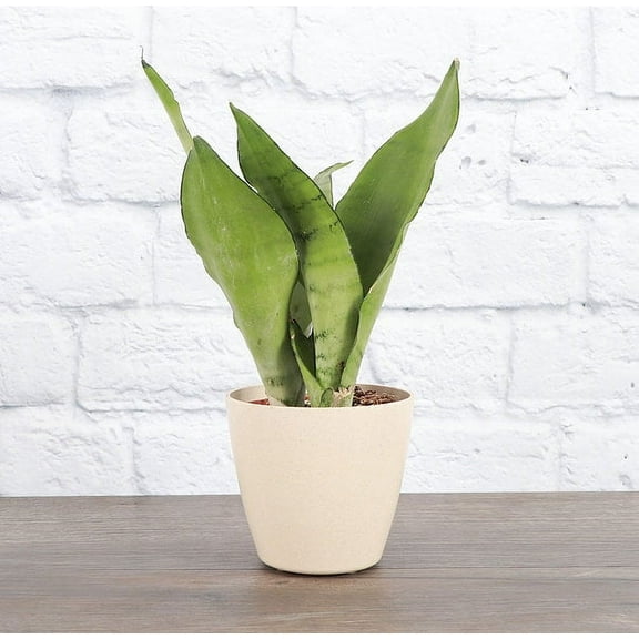 Live Moonshine Snake Plant - 4" Eco Pot - Natural