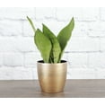 thumbnail image 1 of Live Moonshine Snake Plant - 4" Decorative Holiday Pot, 1 of 7