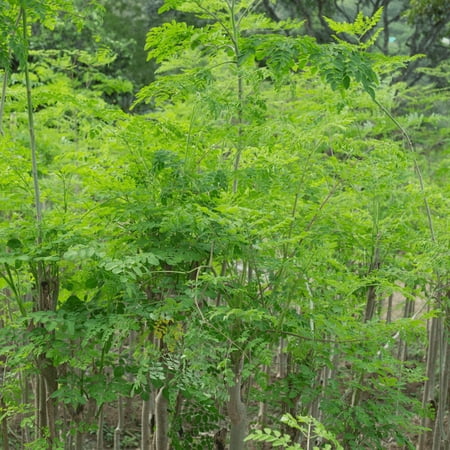 Live Moringa Oleifera Potted Plant, Green Moringa Plant from 20-24 Inches Tall, Drumstick Moringa Tree