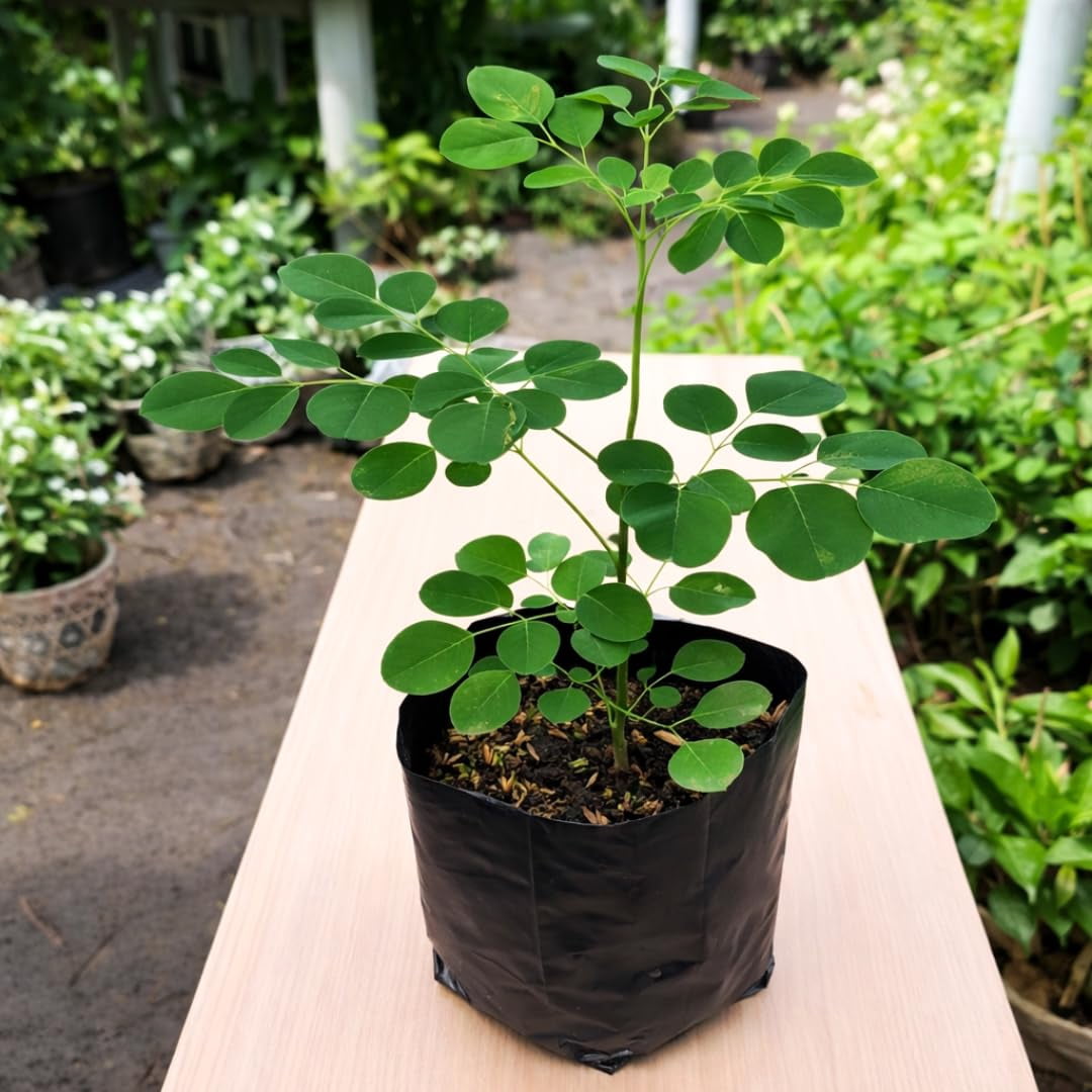 Drumstick Plant