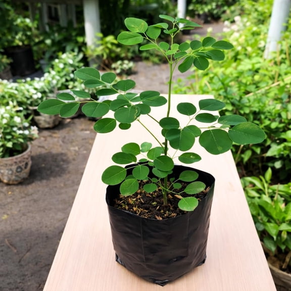 Live Moringa Plant, Moringa Seedling Tree, 4 Inch Pot for Growing