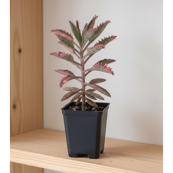 Live Mother of Thousands Plant, Kalanchoe Pink Butterflies Succulent Plant 2" Pot, Pink Mother of Thousand Succulent Plants