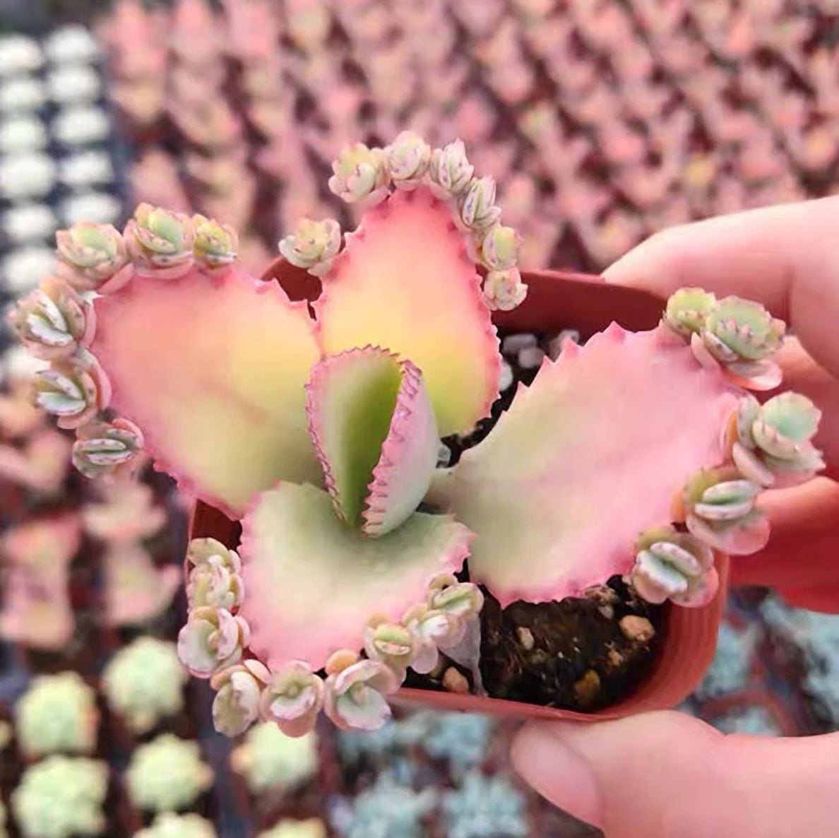 Live Mother of Thousands Plant - Kalanchoe Succulent Plant - Mother Of ...