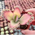 thumbnail image 1 of Live Mother of Thousands Plant - Kalanchoe Succulent Plant - Mother Of Millions Plant - 2 Inch Pot, 1 of 6