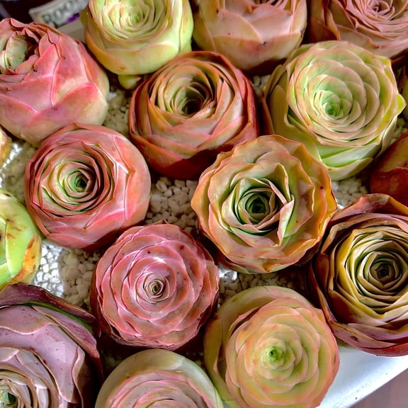 3Pc Live Mountain Rose Succulent Rare Greenovia Rosette Plant Bare Root Succulent for Indoor Planters, Terrariums, Gifts & Wedding Dcor