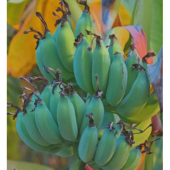 Live Musa Ice Cream Banana Tree Blue Java Banana Fruit Tree 4-6