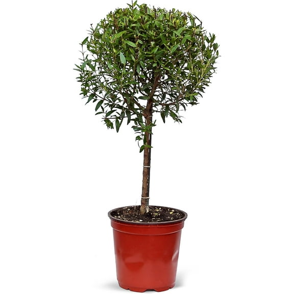 Live Myrtle Topiary Bonsai Tree, Myrtus Communis, Common Myrtle, True Myrtle, Christmas Gift, Housewarming Gift, Thank You Gift, Birthday Gift, Plant Lover Gift in 4" Pot