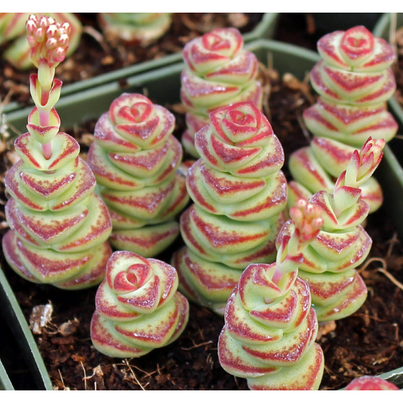 Live Necklace Plant - Crassula Rupestris Plant - Rare Succulent Plant - Worm Plant - Jade Necklace Plant - Crassula Necklace Variegata Plant - Variegated Necklace Plant - 4 Inch Pot