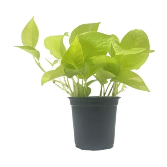 Live Neon Pothos, Epipremnum aureum 'Neon', Air Purifying Indoor Plant, Low Light Houseplant, Easy Care Plant, 4-inch Pot(s)