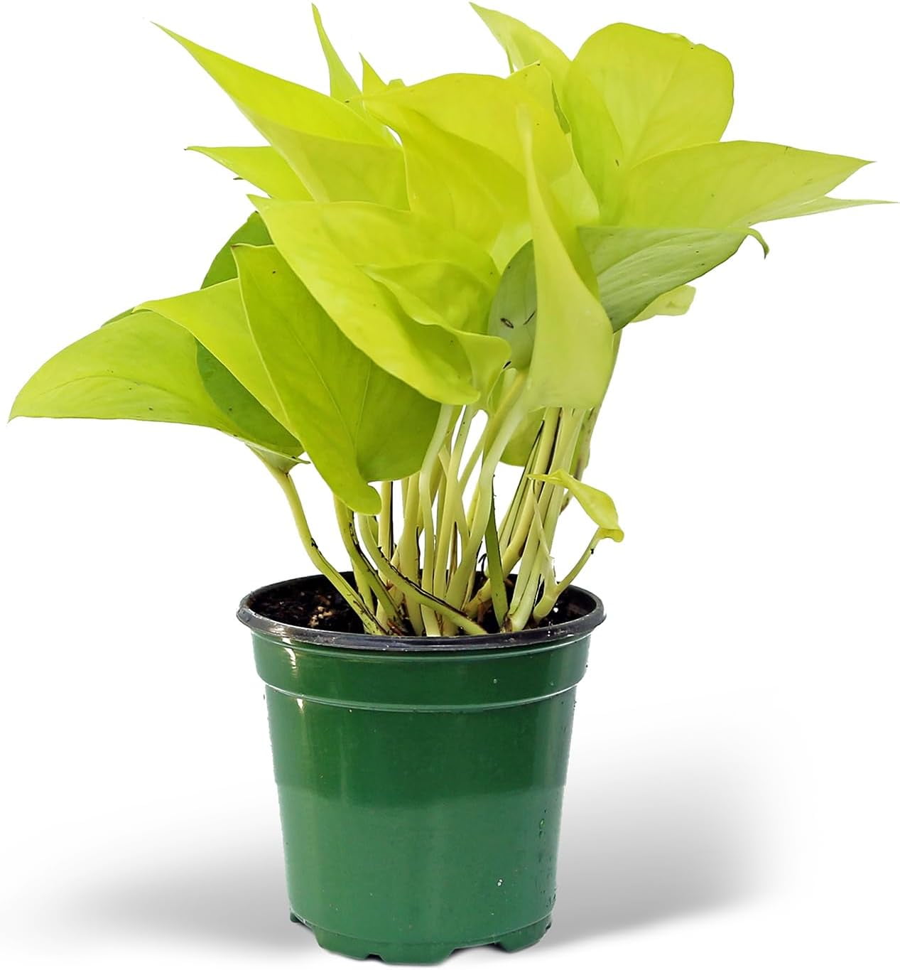 Neon Pothos