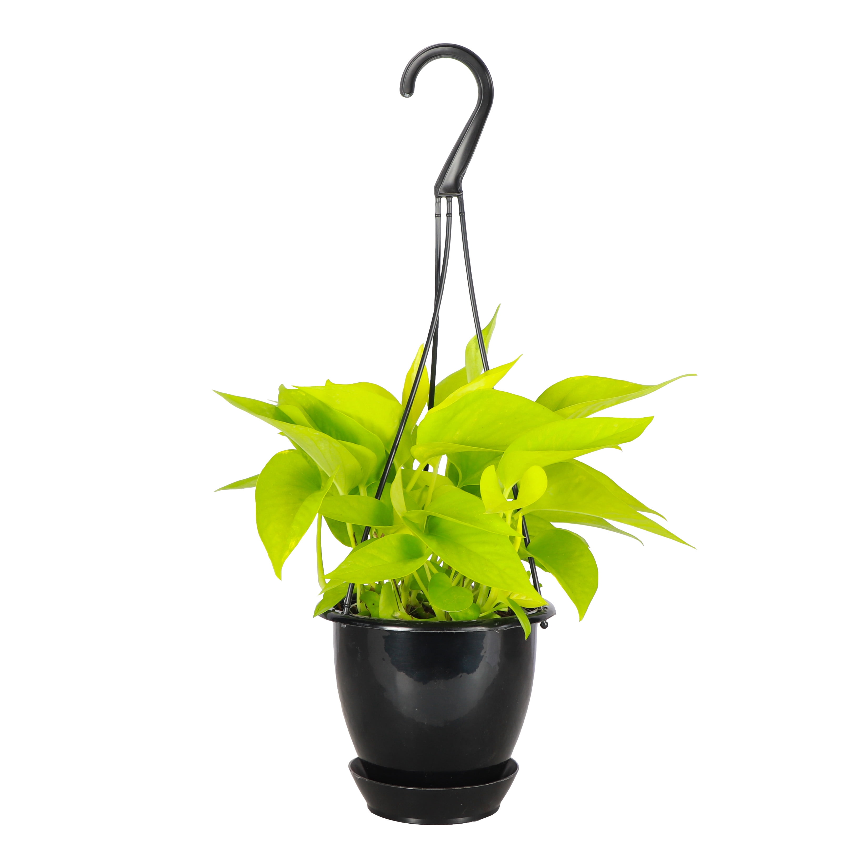 Live Indoor Neon Pothos Houseplant - 4"" Hanging Pot - Black" - Walmart.com