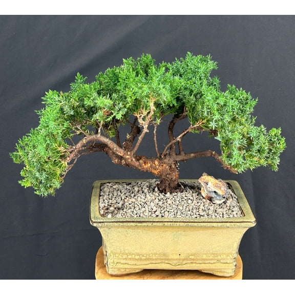 Live Norfolk Island Pine Bonsai Tree with Holiday Decorations, Indoor Evergreen Conifer, 34 Tall in Ceramic Pot