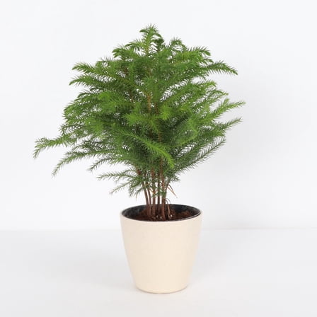 Live Norfolk Island Pine Plant - 4" Decorative Eco Pot - Natural