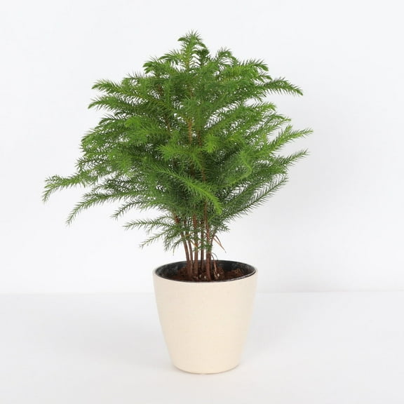 Live Norfolk Island Pine Plant - 4" Decorative Eco Pot - Natural
