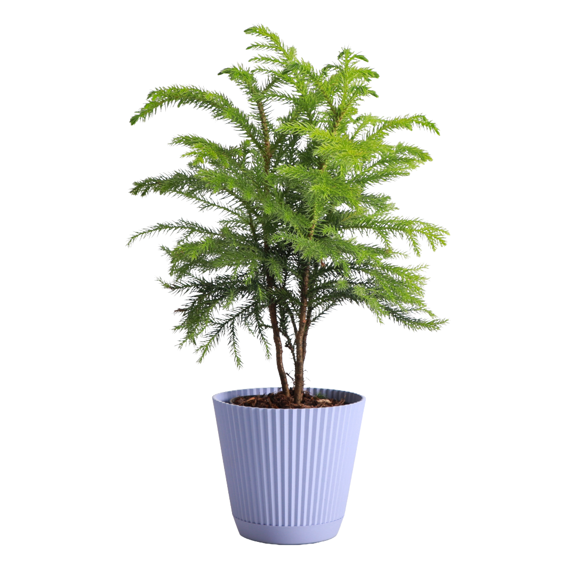 Live Norfolk Pine Plant - Air Purifying - 4" Decorative Pot Cover - Thorsen's Greenhouse