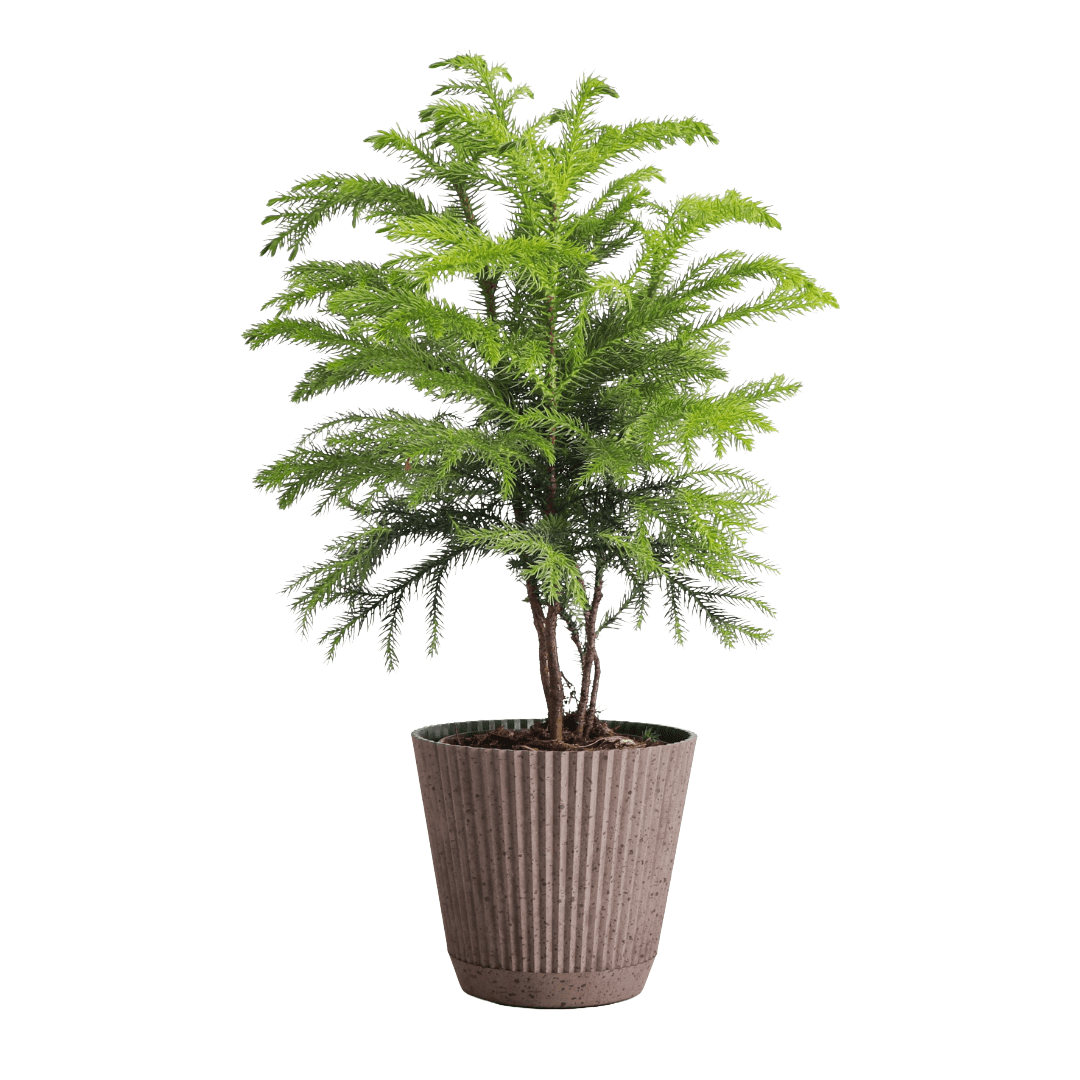 Live Norfolk Pine Plant - Air Purifying - 4" Decorative Pot Cover - Thorsen's Greenhouse