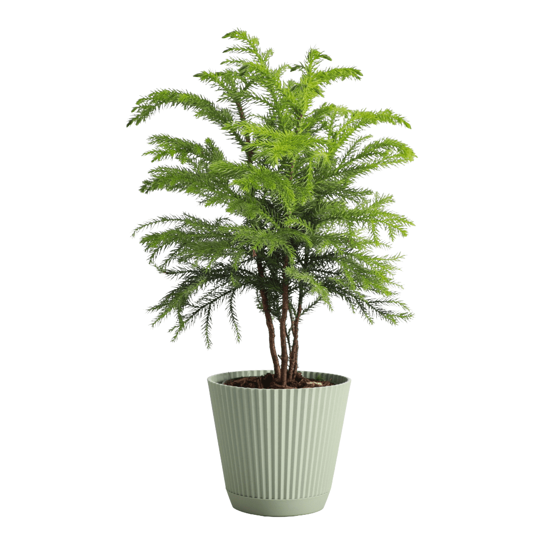 Live Norfolk Pine Plant - Air Purifying - 4" Decorative Pot Cover - Thorsen's Greenhouse