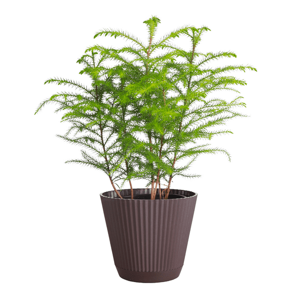 Live Norfolk Pine Plant - Air Purifying - 6" Decorative Pot Cover - Thorsen's Greenhouse