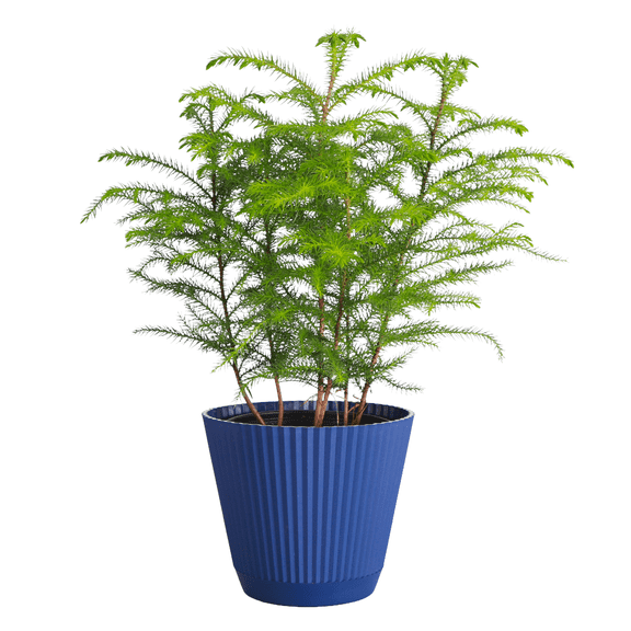 Live Norfolk Pine Plant - Air Purifying - 6" Decorative Pot Cover - Thorsen's Greenhouse
