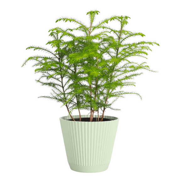 Live Norfolk Pine Plant - Air Purifying - 6" Decorative Pot Cover - Thorsen's Greenhouse