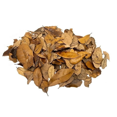 Premium Live Oak Leaf Litter Isopod Substrate Terrarium Bedding
