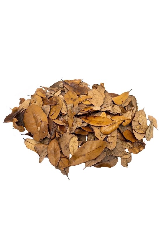 Live Oak Leaf Litter Isopod Substrate Terrarium Bedding, Half Gallon