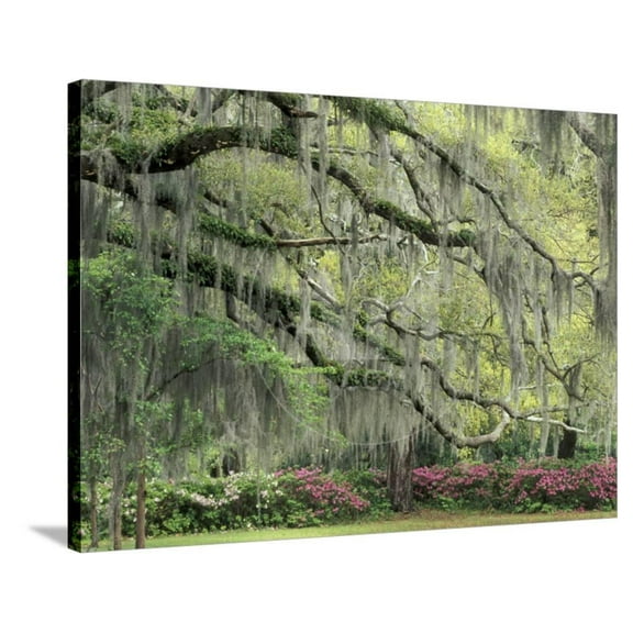 Live Oak Tree Draped with Spanish Moss, Savannah, Georgia, USA, Botanical Stretched Canvas Wall Art by Adam Jones Sold by Art.Com