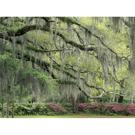 Live Oak Tree Draped with Spanish Moss, Savannah, Georgia, USA, Botanical Unframed Photographic Print Wall Art by Adam Jones Sold by ArtCom