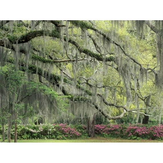 Live Oak Tree Draped with Spanish Moss, Savannah, Georgia, USA, Botanical Unframed Photographic Print Wall Art by Adam Jones Sold by ArtCom