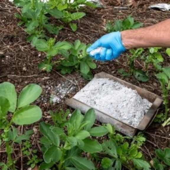 Live Oak Wood Ash Powder for Garden & Traditional Use | 100% Pure Hardwood Ash | Organic Soil Enhancer, pH Balancer & Fertilizer Substitute | Fine Sifted Natural Ash Powder in Reusable Jar (2lb)