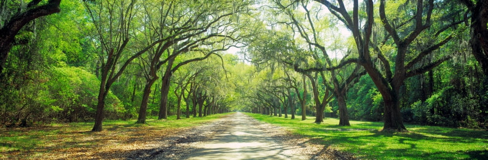 Live Oaks and Spanish Moss Wormsloe State Historic Site Savannah GA Canvas Art - Panoramic Images (36 x 12)