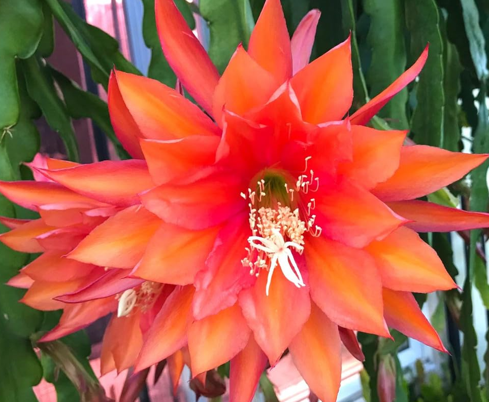 Live Orange Epiphyllum Orchid Cactus Queen of the Night Succulent Plants  4"Pot, Big Flowers Climbing Epiphyllum Oxypetalum Vine
