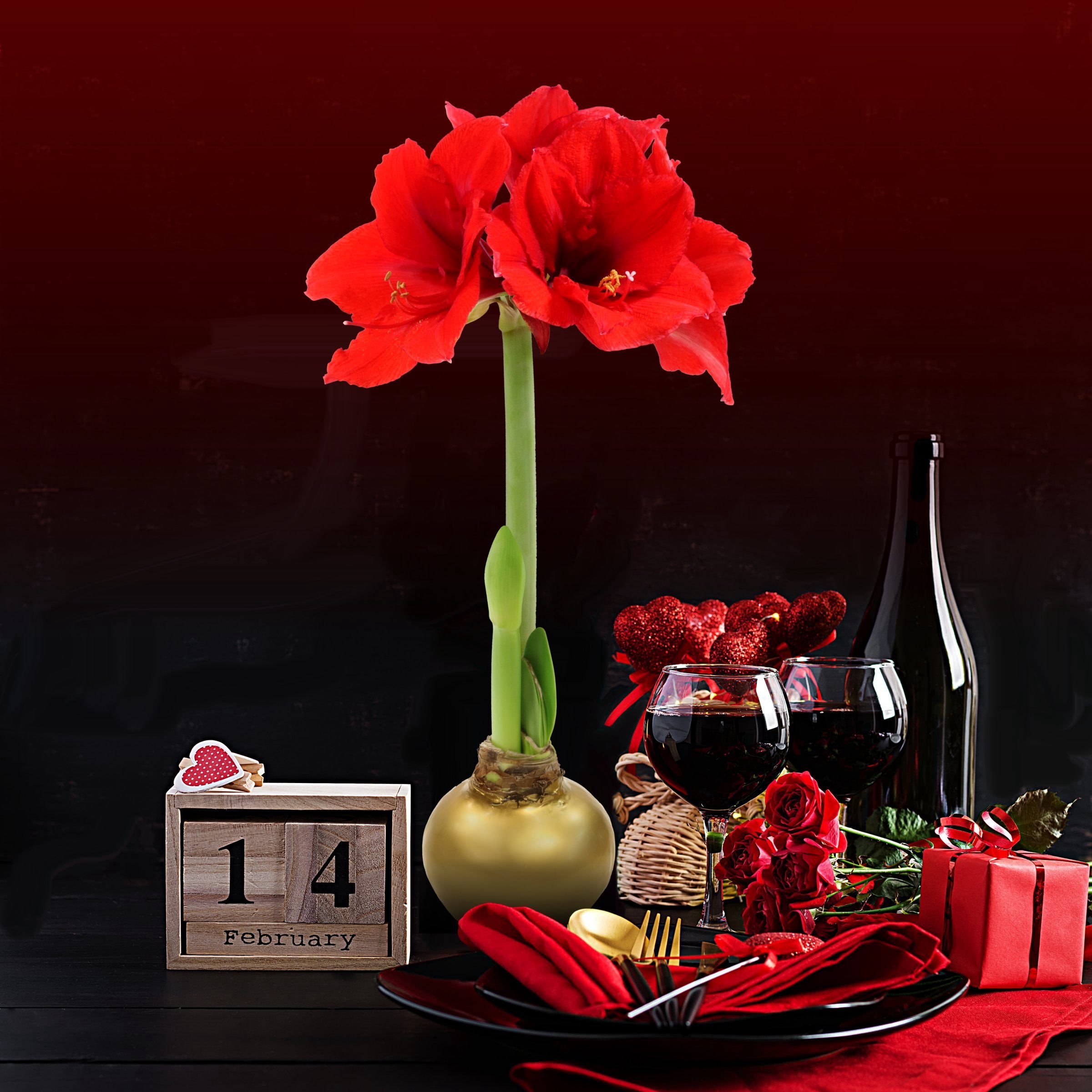 Live Ornamental/Decor Gold Waxed Amaryllis with Red Blooms with Indirect Sun- 1 Piece