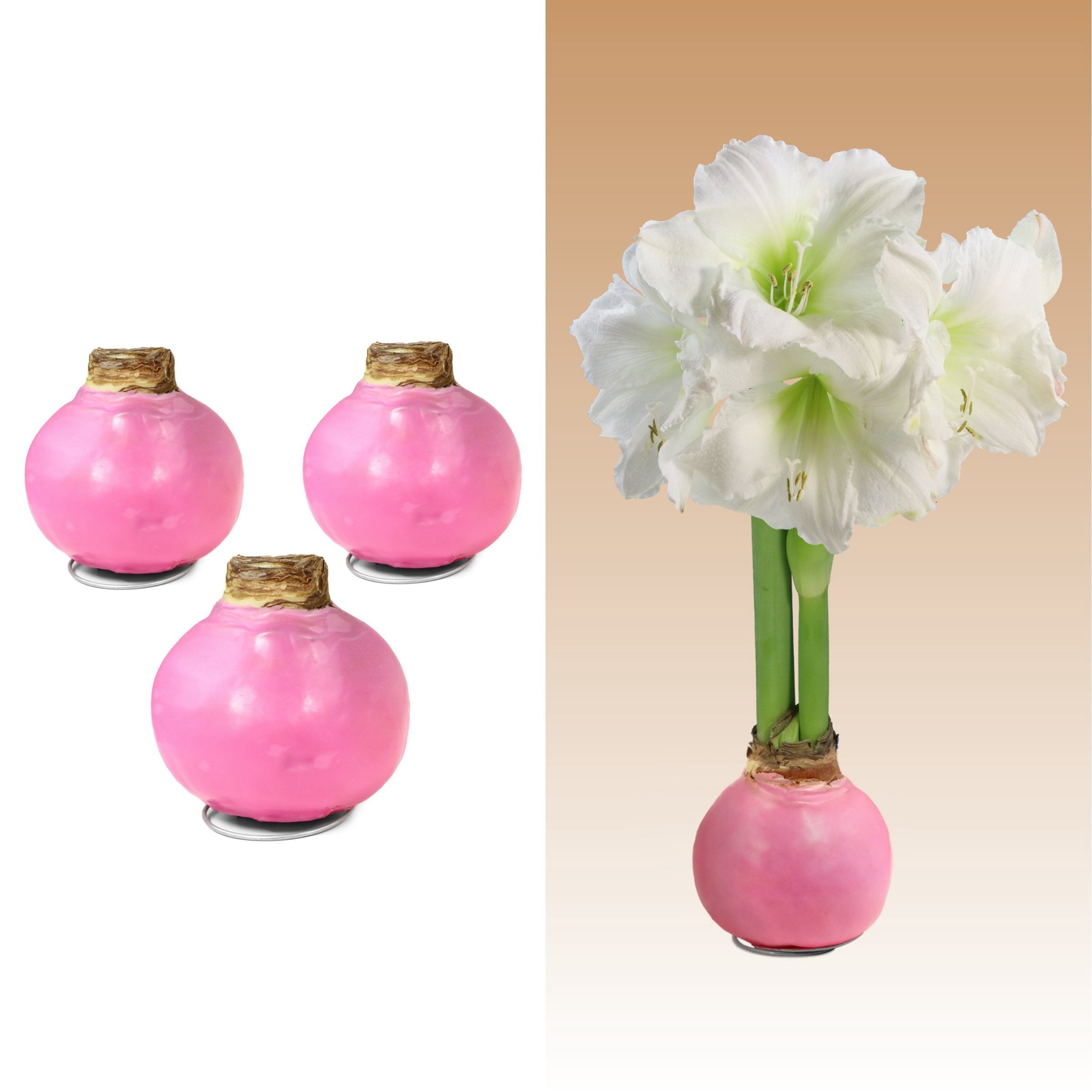 National Plant Network Pastel Pink Waxed White Blooming Giant Amaryllis Bulb (3-pack)