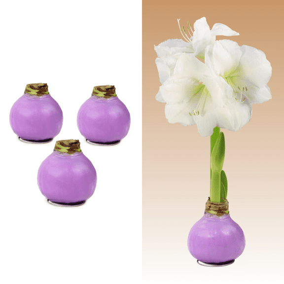 National Plant Network Pastel Purple Waxed White Blooming Giant Amaryllis Bulb (3-pack)