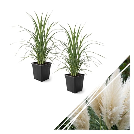 Live Ornamental Perennial Grass - Assorted White and Pink (2 Per Pack) Pampas - Showy Accent Plant - 12" Tall by 6" Wide in 1.5 Quart Pot