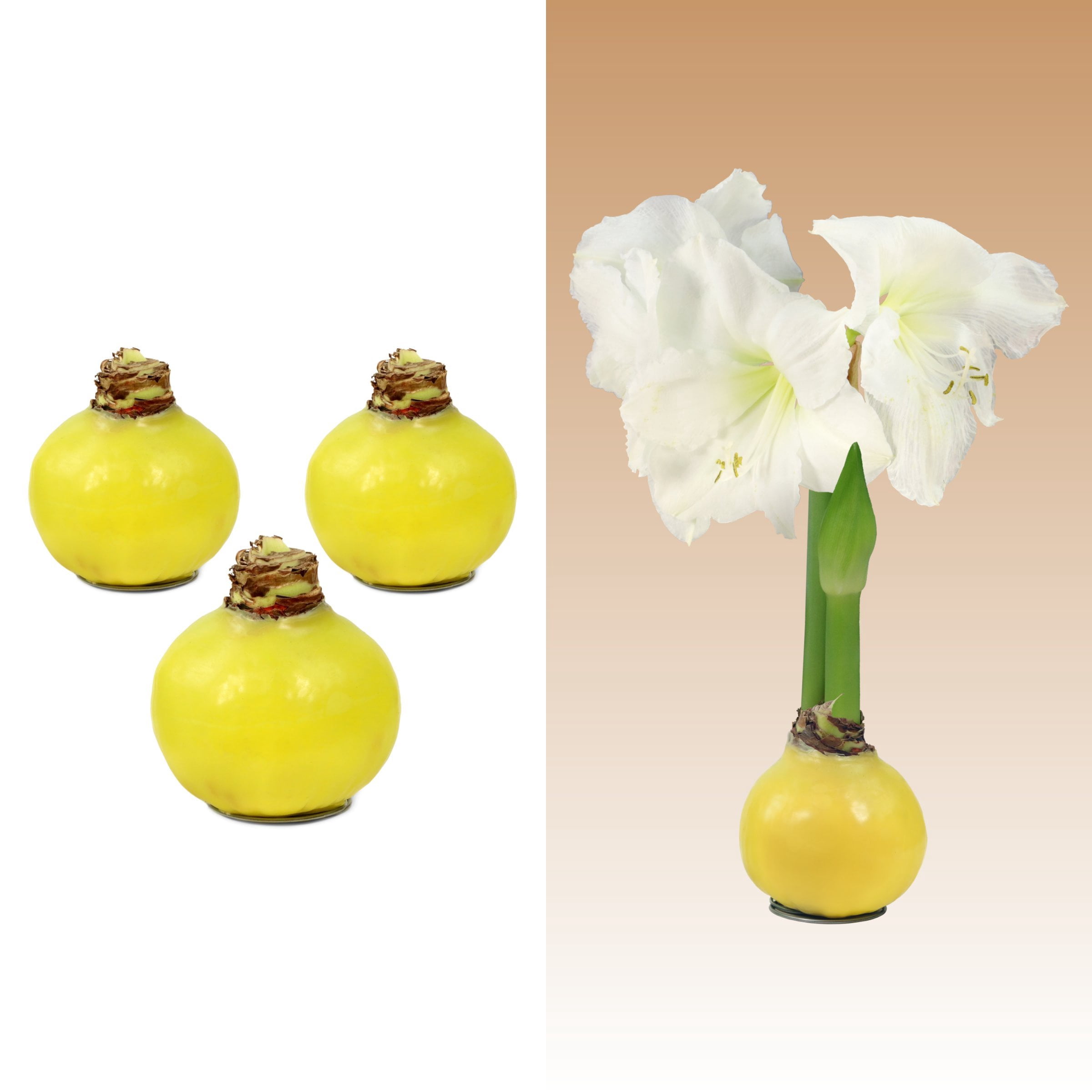 National Plant Network Yellow Waxed White Blooming Giant Amaryllis Bulb (3-pack)