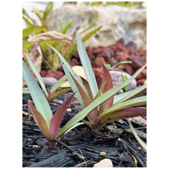 Live Oyster Plant Beautiful Green & Purple Leaves with White & Pink Flowers Great Border Plant