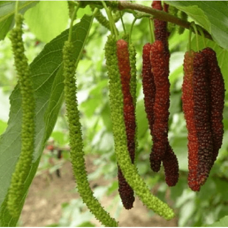 Live Pakistan Mulberry Tree Black Mulberry Fruit Plant Long Mulberries Plant Morus Macroura Seedlings 4-6"Tall
