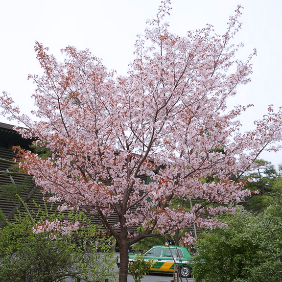 Live Pale Pink Flowering Cherry Plant, Dormant Cherry Blossom Tree, 2.5 Inches Pot for Gardening