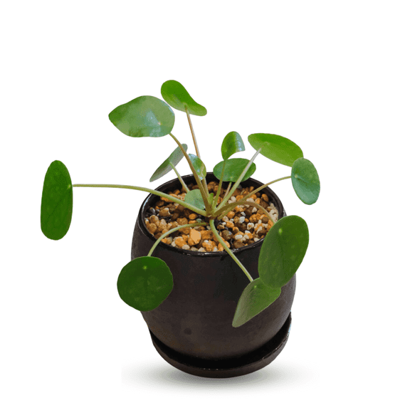 Chinese Money Plant, 7-9 Inch Tall Live Pancake Plant in 6 Inch Pot, Green Houseplant for Home and Office