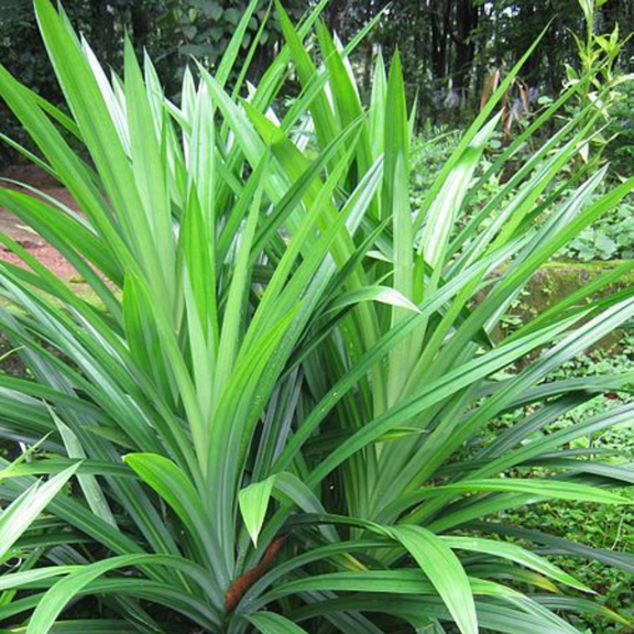 Live Pandan Plant, 10-17 Inch Height, Green Fragrant Foliage, Edible Leaves Herb for Home Gardening