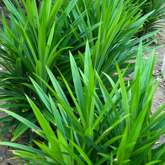 Live Pandan Plant 5-8 Inch Fragrant Pandan Leaves for Culinary and Home Gardening
