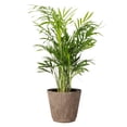 thumbnail image 1 of Live Parlor Palm Plant - Pet Safe - 4" Decorative Pot Cover - Thorsen's Greenhouse, 1 of 5