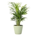 thumbnail image 1 of Live Parlor Palm Plant - Pet Safe - 4" Decorative Pot Cover - Thorsen's Greenhouse, 1 of 5