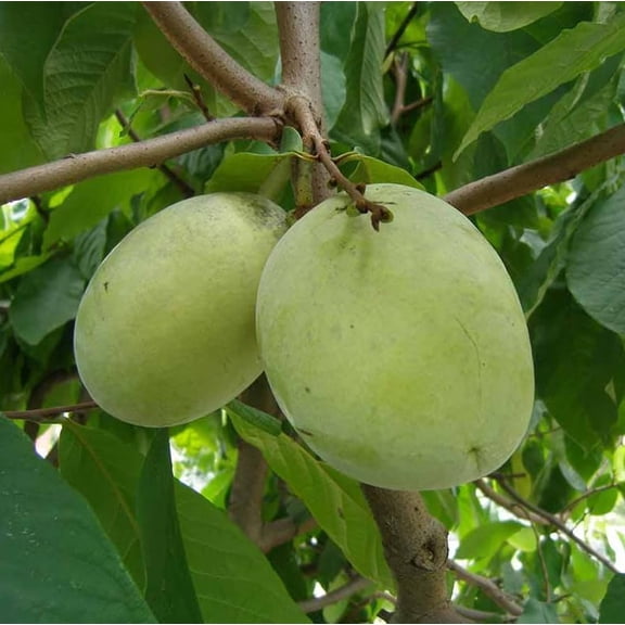 Live Paw Paw Tree Asimina Triloba Plant Pawpaw Hardy Banana Tree for Outdoor Garden & Backyard, 6-14 Inc Tall Qt Pot, 1 Year Old Plant